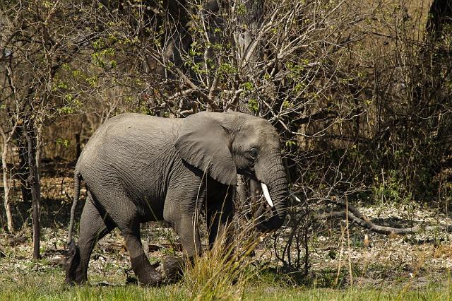 100 Okavango Delta, olifant.jpg